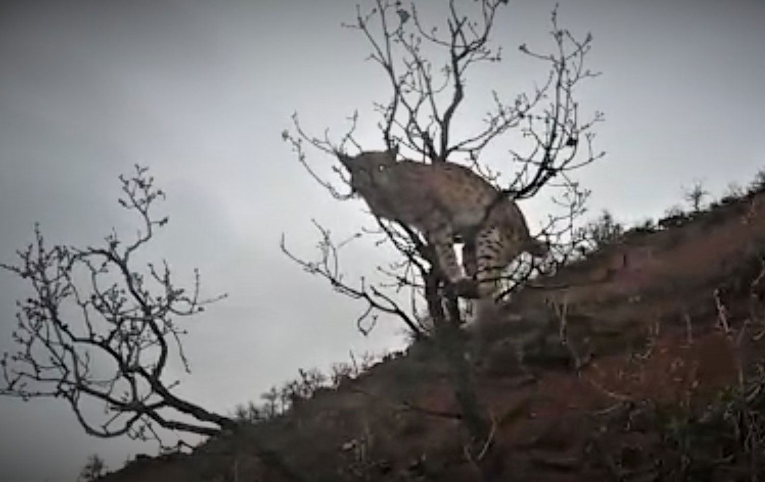 Nesli tükenmekte olan vaşak Dersim'de görüntülendi