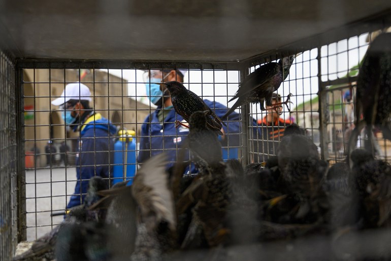Caged birds look on as workers disinfect the Erbil citadel. Photo: Bilind T. Abdullah