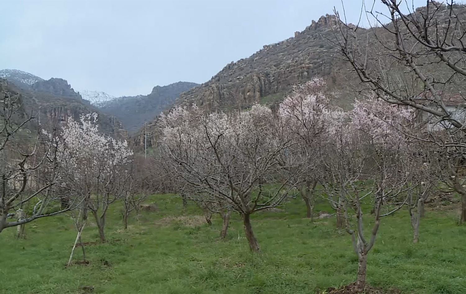 لە دهۆک بارینی بەفری بەهار زیان بە رەز و باخەکان دەگەیێنێت
