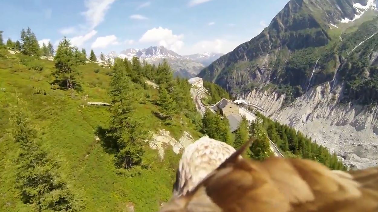 دنیا لە چاوی هەڵۆیەکەوە