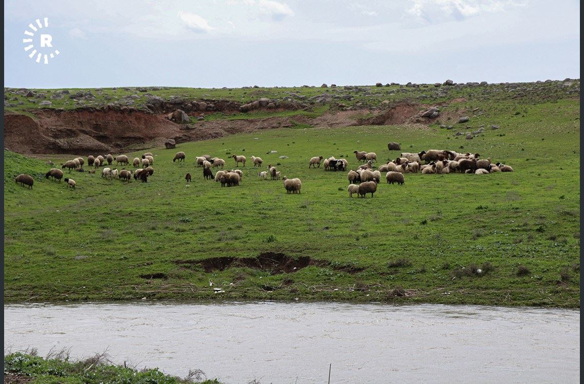 Bi wêneyên bihara Qamişlo
