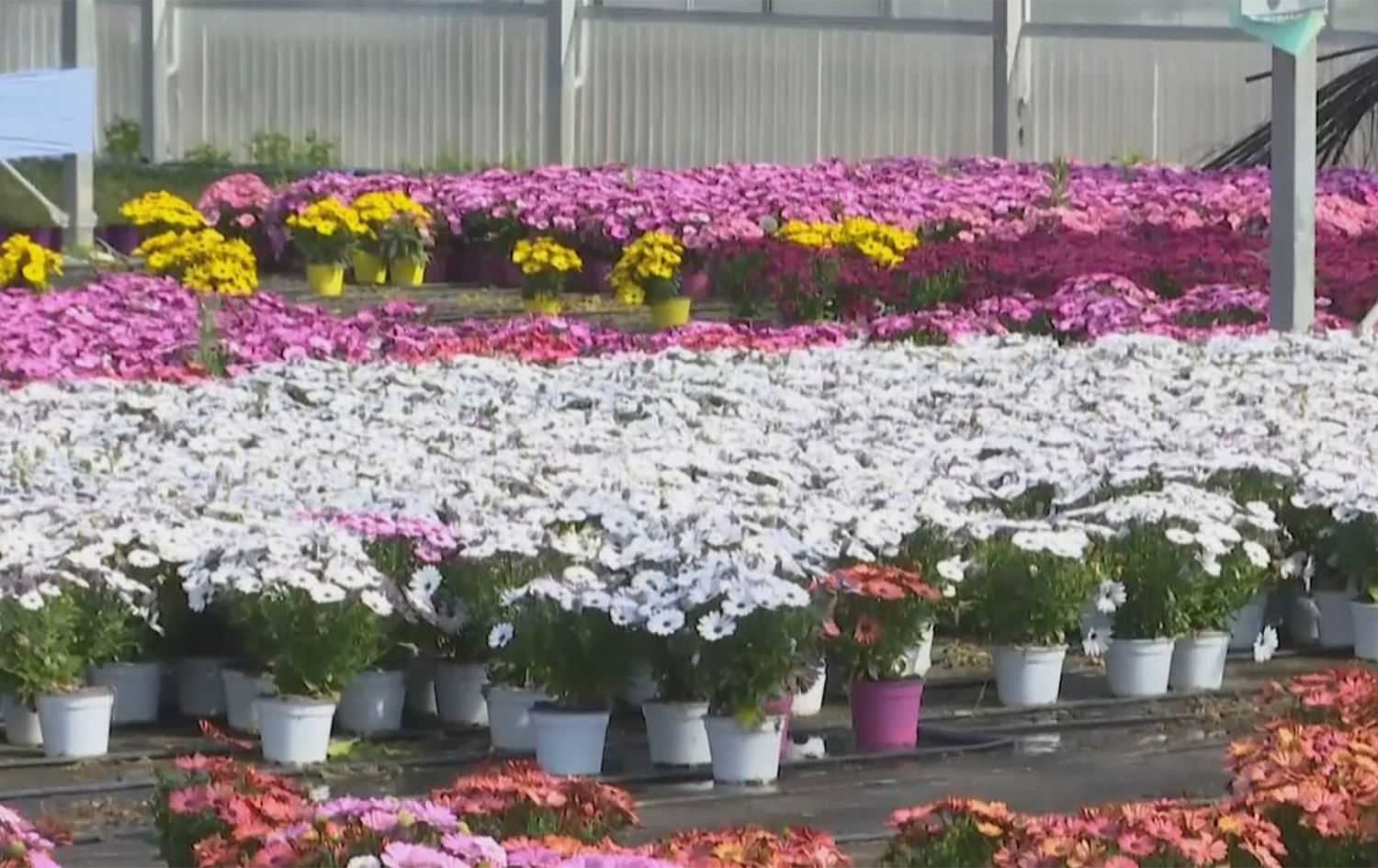 زۆربەی کۆمپانیاکانی گوڵ لە ئیتاڵیا بەهۆی کۆرۆنا خەریکە مایەپووچ دەبن