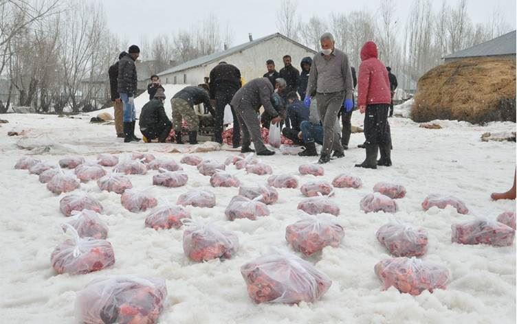 Li gundekî Geverê 70 serî pez hatin serjêkirin ku korona nemîne