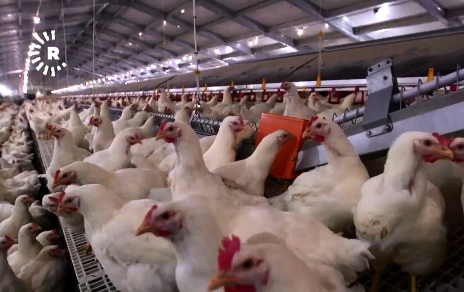 مریشکی کێڵگەکانی هەرێمی کوردستان هەناردەی باشوور و ناوەڕاستی عێراق دەکرێن