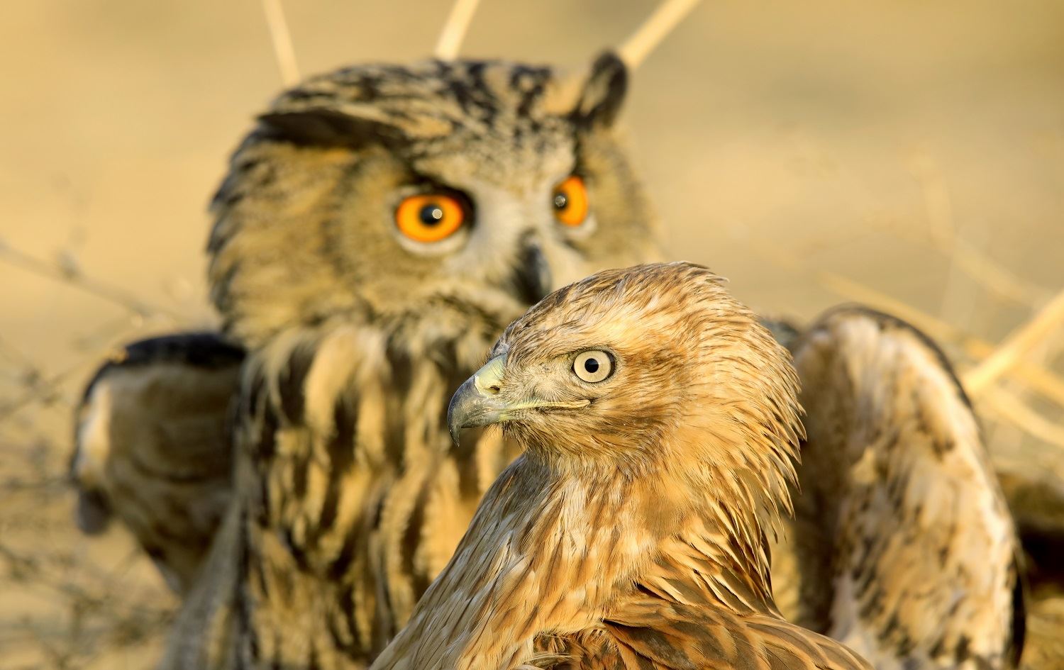 Li Wanê 108 balinde piştî dermankirinê li çolê hatin berdan