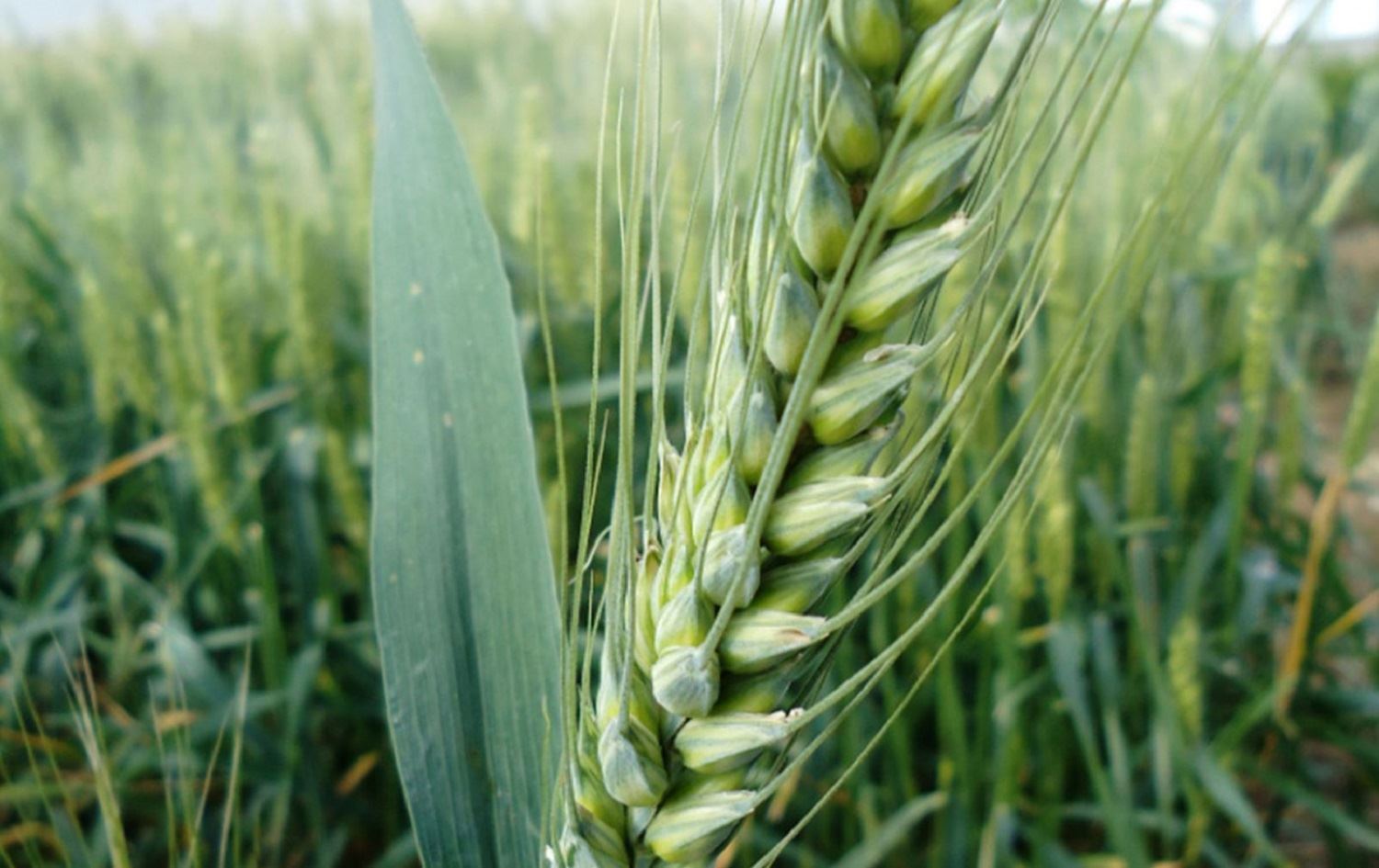 Nirxê genim li Rojavayê Kurdistanê hatin diyarkirin