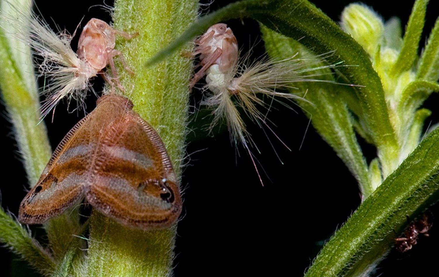 ‘Türkiye daha önce görülmeyen böcek türlerine rastlayabilir’