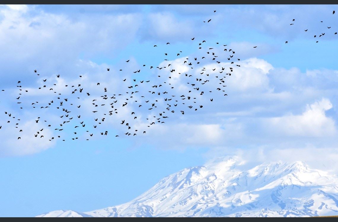 WÊNE - Bi dehan cureyê balindeyan li Deşta Mûşê dimînn