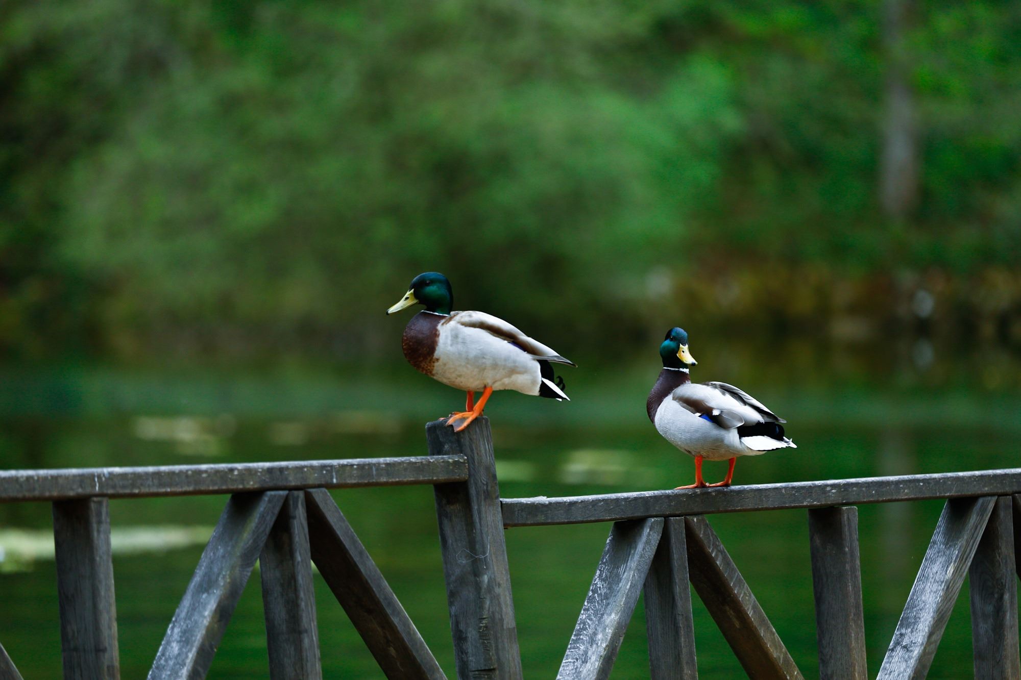 Fotoğraflarla Bosna Hersek’in doğal güzellikleri