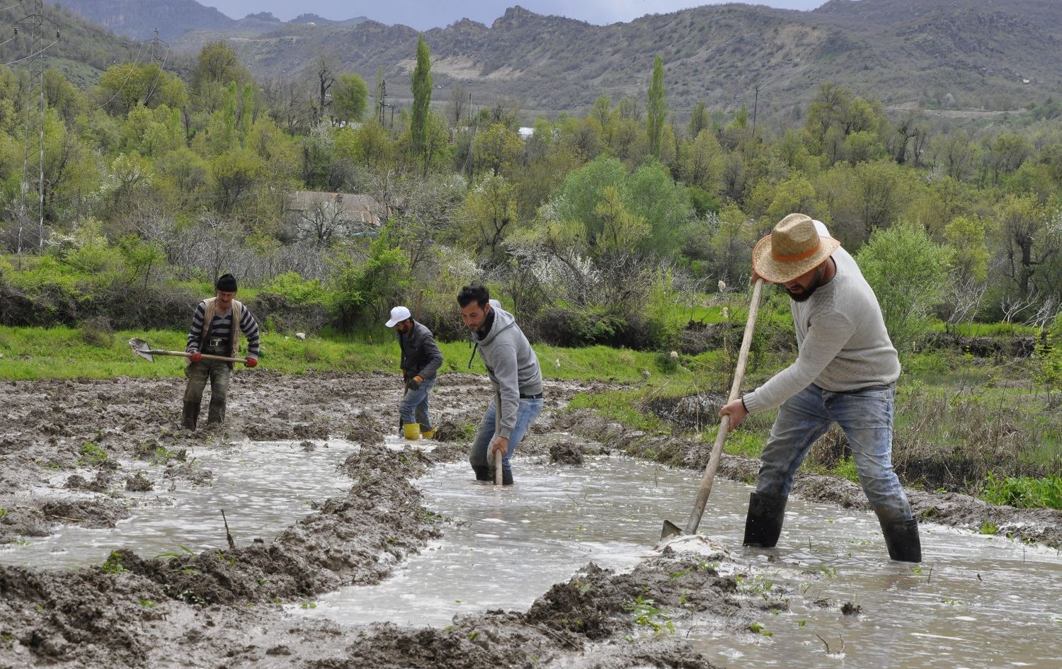 Li Çelê werzê çandina birinc dest pê kir