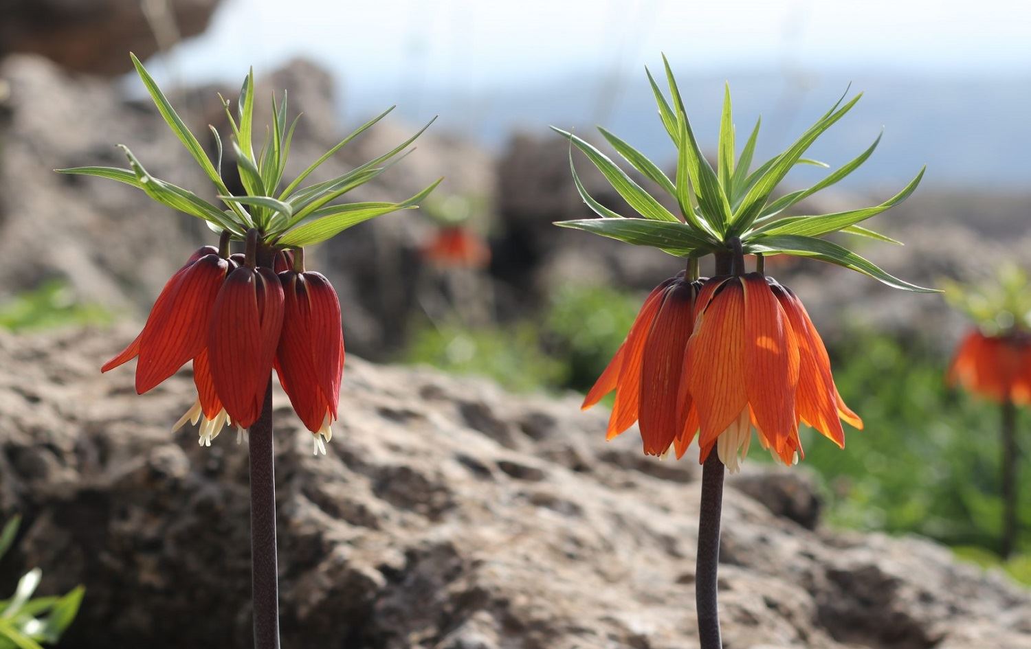 Li Bakurê Kurdistanê ‘Bûka Digrî’ vebûn
