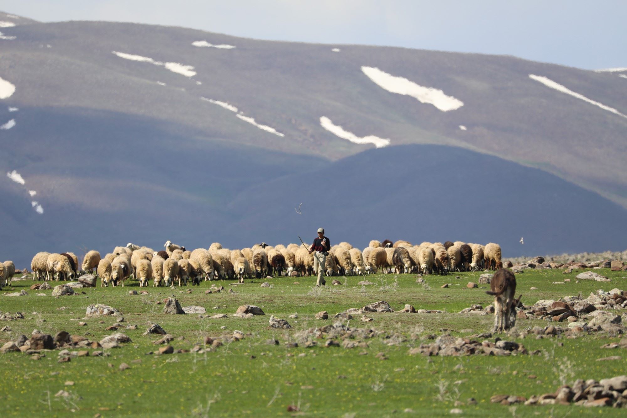 Göçerlerin zorlu yolculuğuna 'Kovid-19' molası