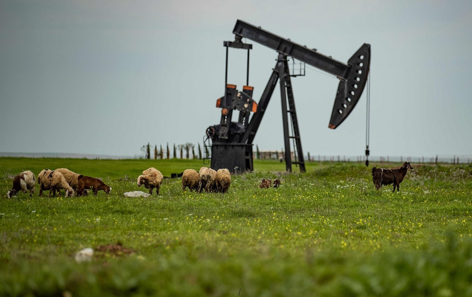 Bermîla petrola brent bi 20,50 dolarî tê firotin