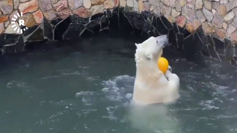 ڤیدیۆ؛ ورچێکی رووسی کەرەنتینەکەی بە تۆپی بالە بەسەردەبات