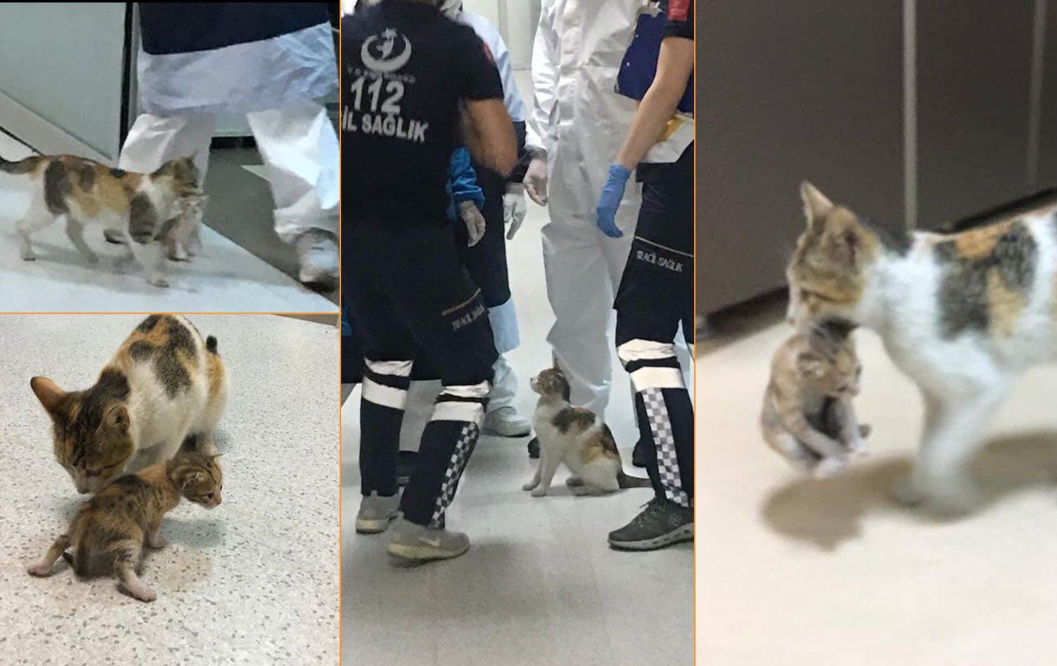 Pisîkekê çêlîka xwe bire nexweşxaneyê û da dermankirin