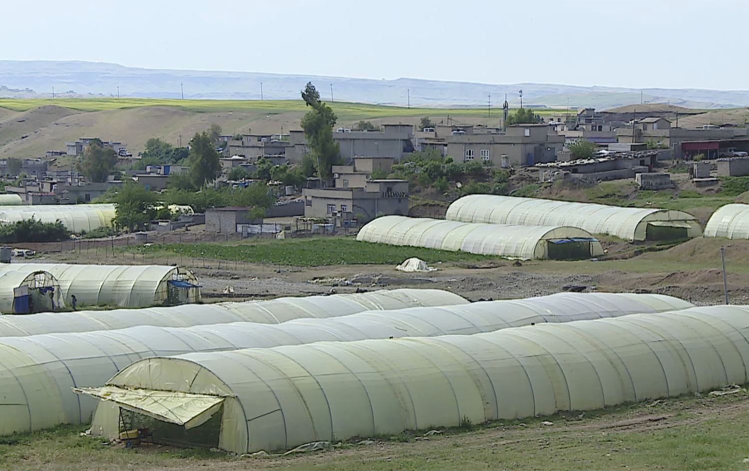 گوندێک لە ئاکرێ 150 ماڵە و رۆژانە 150 تەن خەیار بەرهەمدەهێنێت