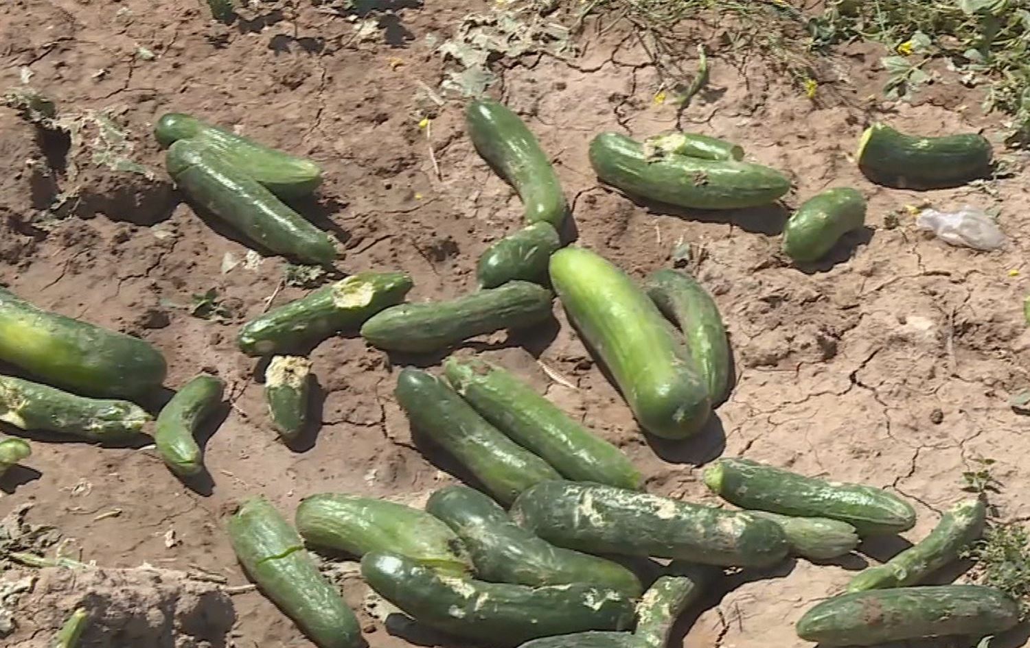 لە کەرکووک شەپۆلی تەرزە زیان بە بەرووبوومی جووتیاران دەگەیێنێت