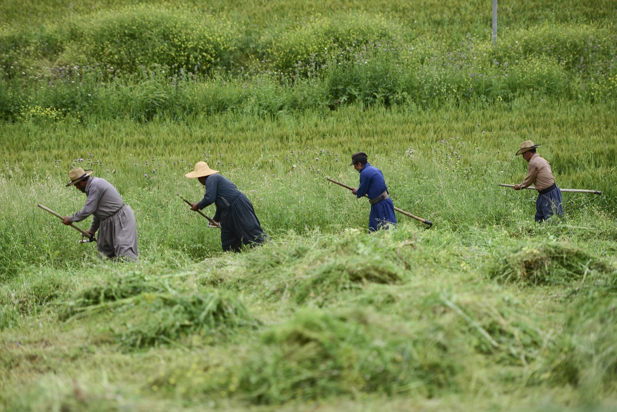 FOTO - Süleymaniyeli çiftçiler, zorlu arazide tırpanla ot biçiyor
