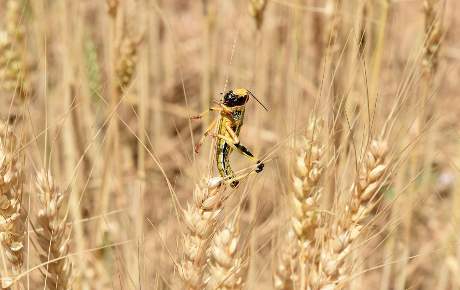 İran yönetimi orduyu harekete geçirdi