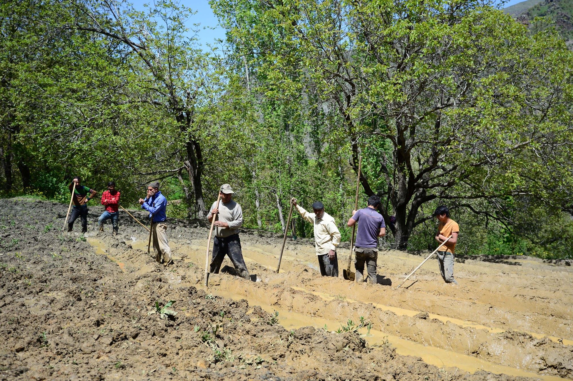 FOTO – Bitlis’te doğal yöntemlerle çeltik üretiyorlar