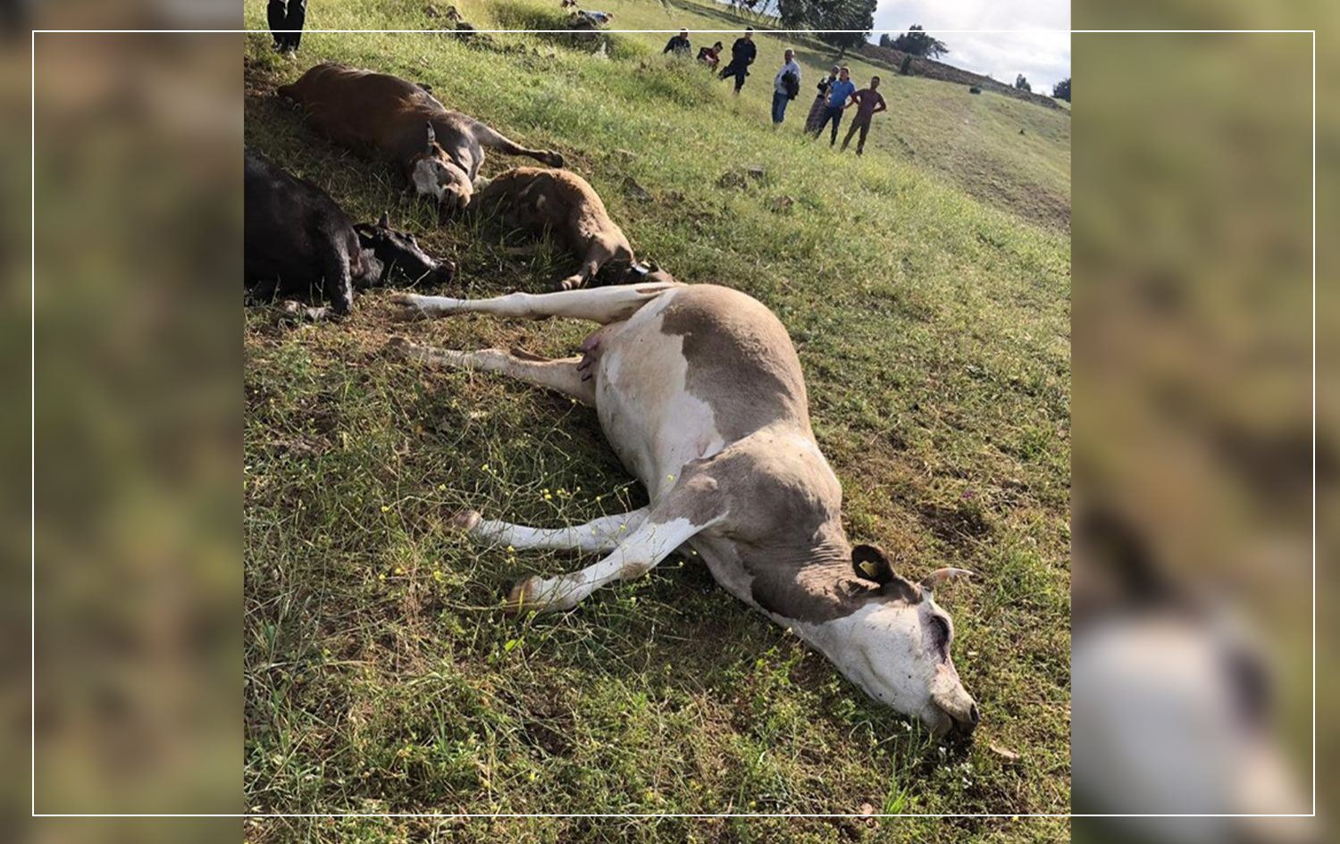 Li Amedê brûskê li dewaran da: 6 dewar mirar bûn