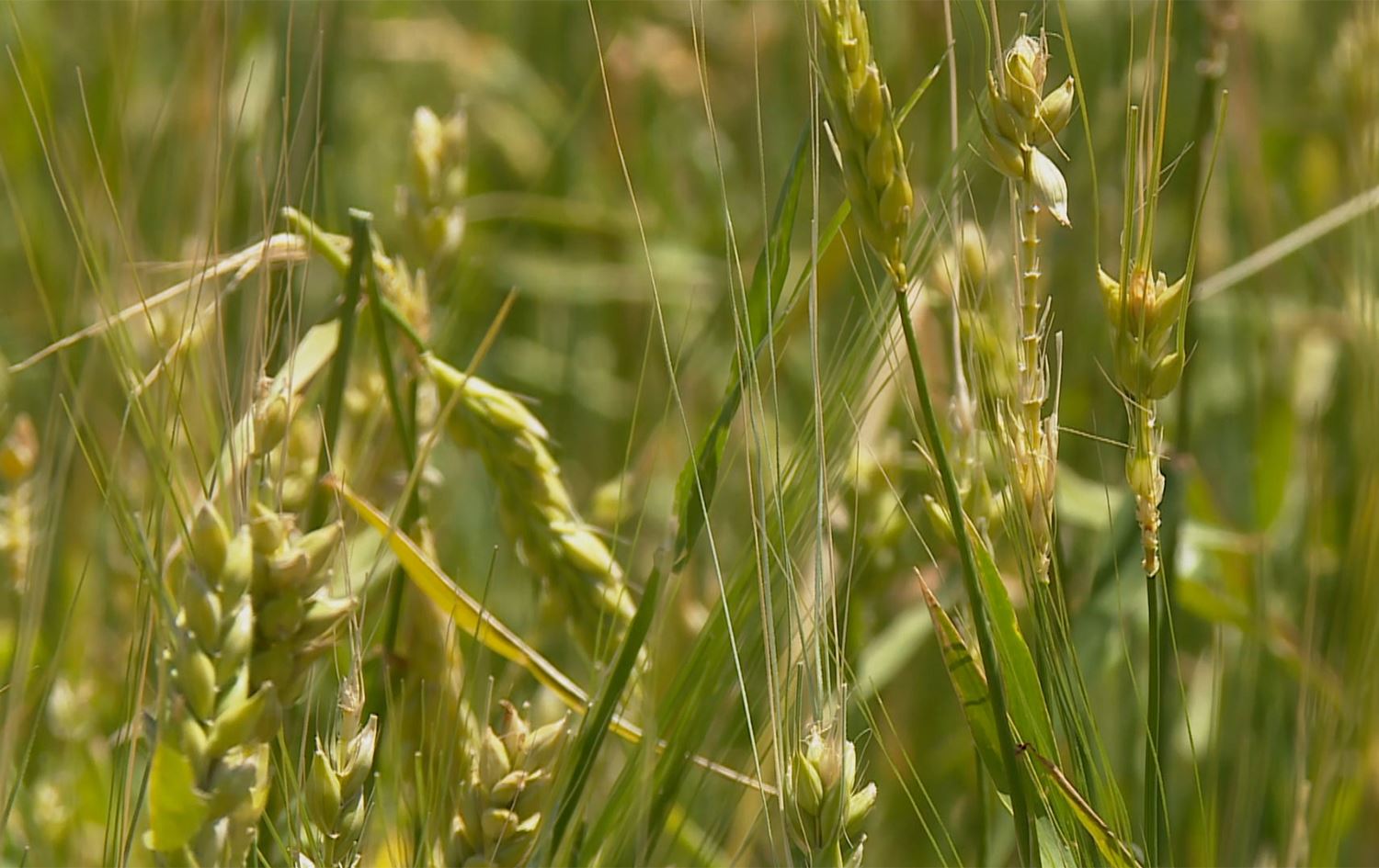 تەرزە و کولـلە زیان بە زەویی کشتوکاڵیی باکووری کوردستان دەگەیێنن