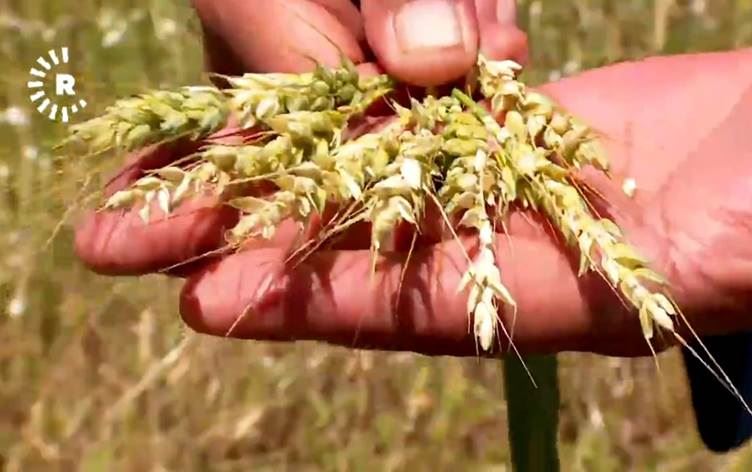 Diyarbakır’da çiftçileri dolu ve fırtına vurdu