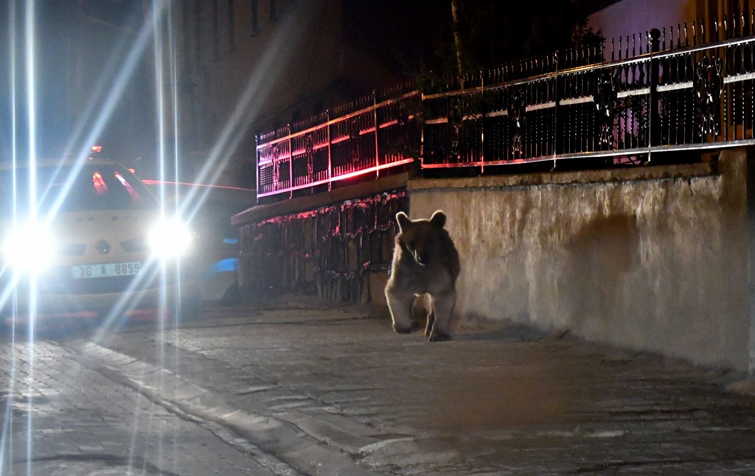 QERS - Ji bo hirç danekevin nav bajêr xurek danîn daristanê