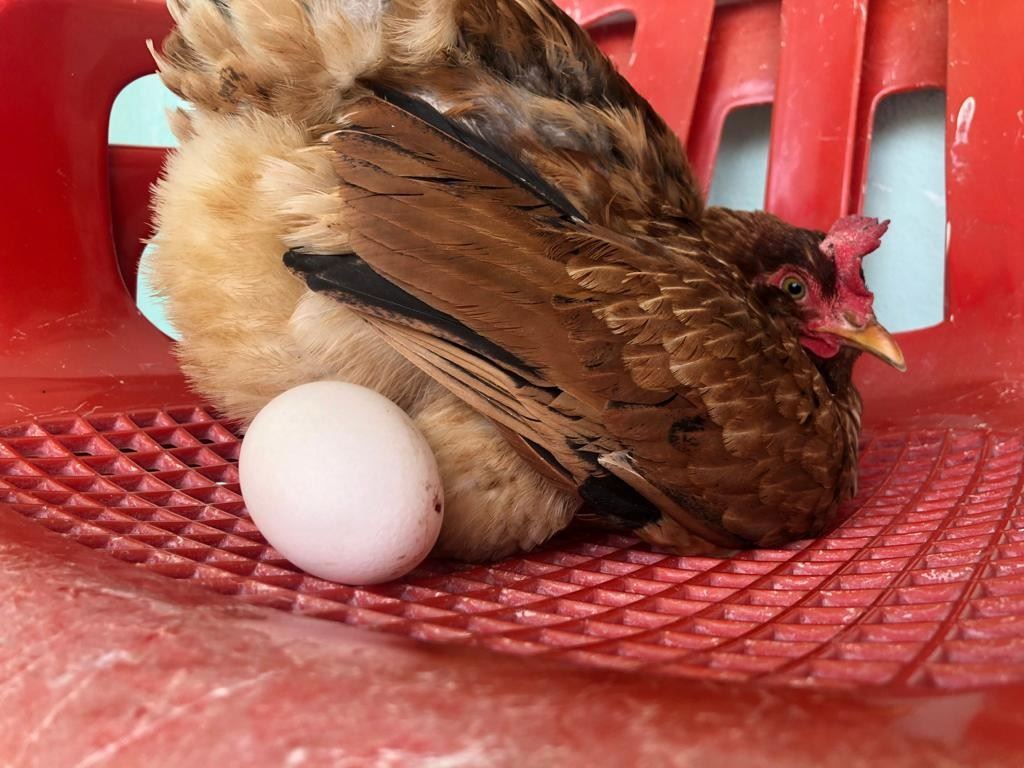 Mardin’de rahatına düşkün tavuk sandalyeye yumurtluyor