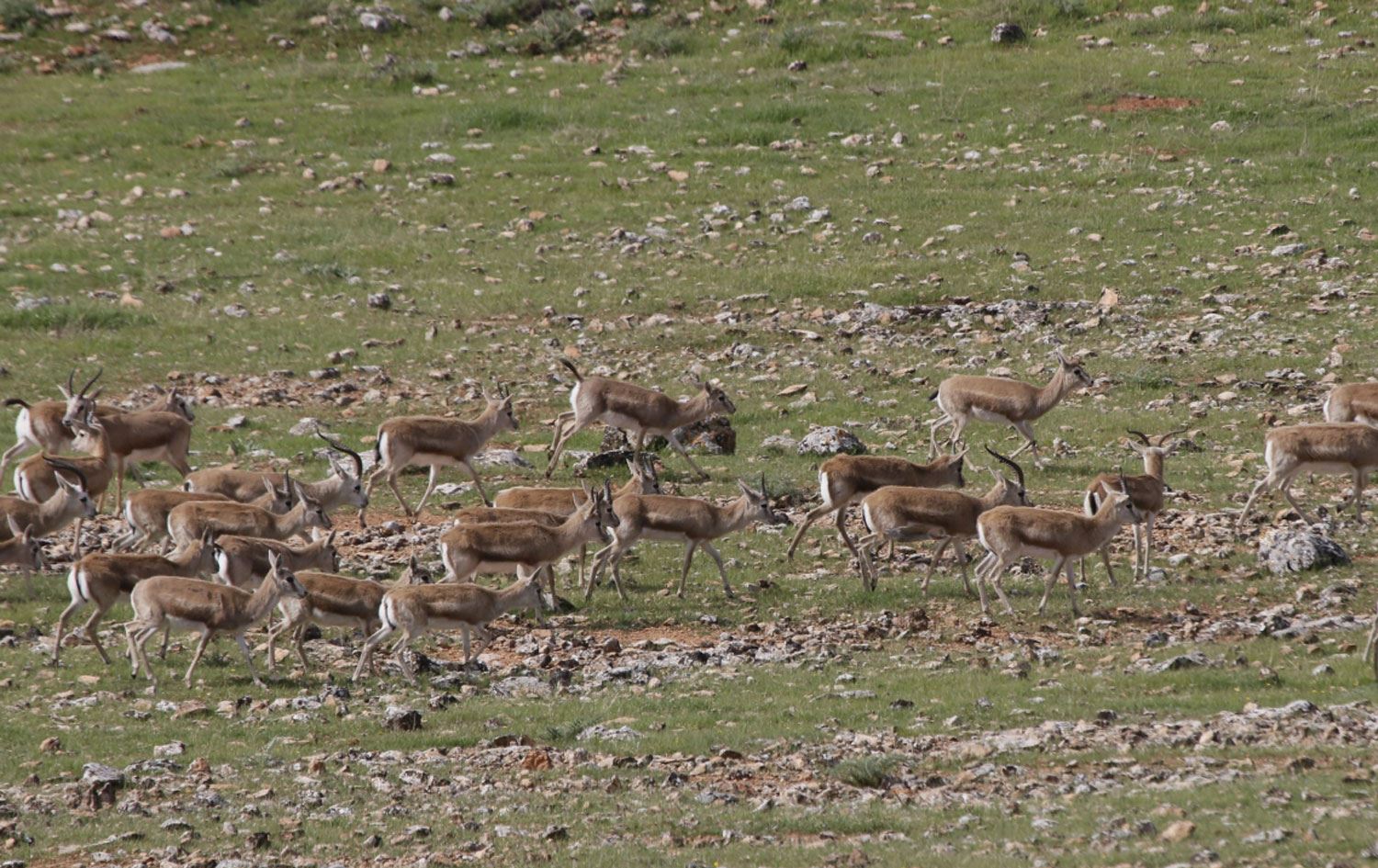 Urfa’daki Yaban Hayatı Geliştirme Sahası'nın sınırları değiştirildi