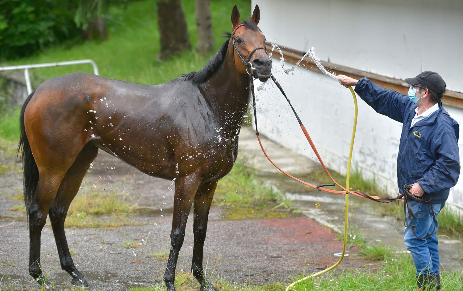 پلازمای ئەسپ بۆ چارەسەرکردنی تووشبووانی کۆرۆنا بەکاردەهێندرێت
