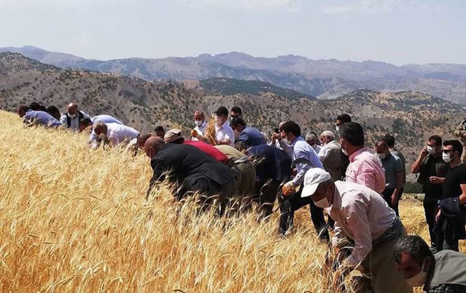 HDP ve AK Partili başkanlar Kürtçe şarkı söyleyip buğday biçti