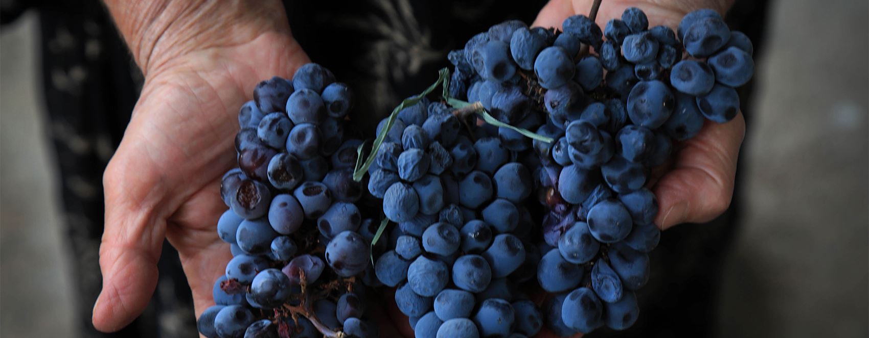 Bi wêneyan; Çêkirina şerabê li Şeqlawe