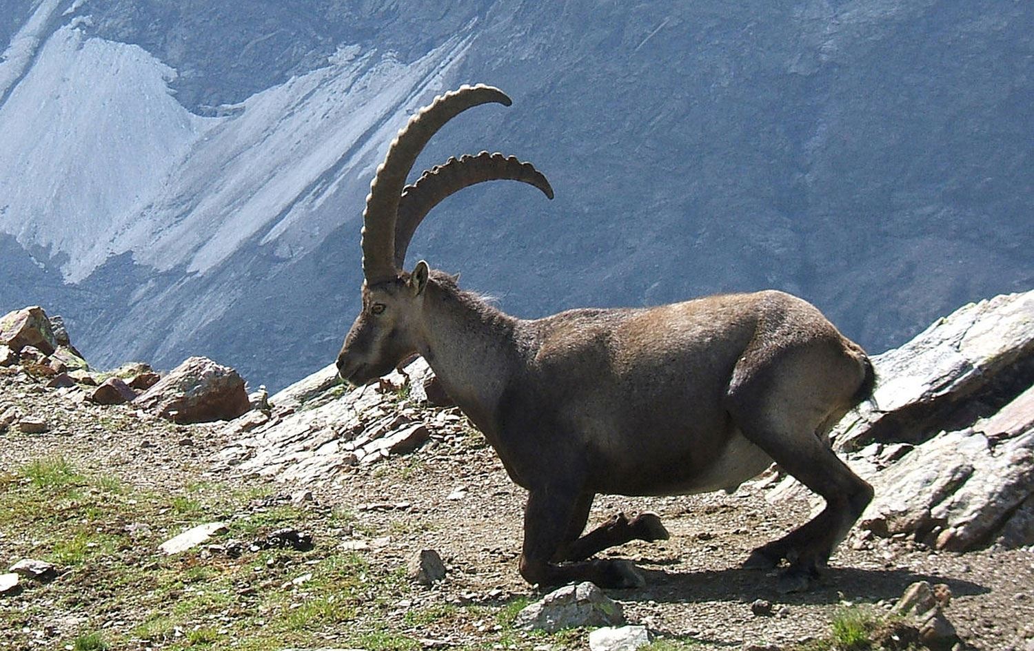 DERSİM - Dağ keçilerinin avlanma ihalesi iptal edildi!