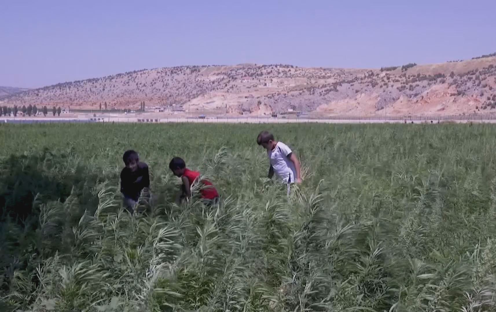 لە لوبنان بە یاسا رێگە بە چاندنی حەشیش دراوە