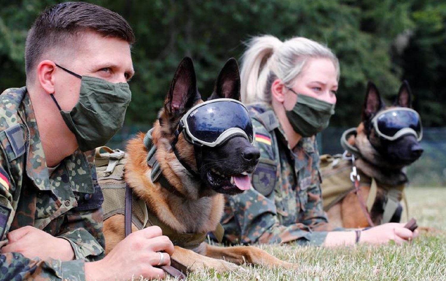 Alman ordusu köpekleri koronavirüs tespiti için eğitiyor