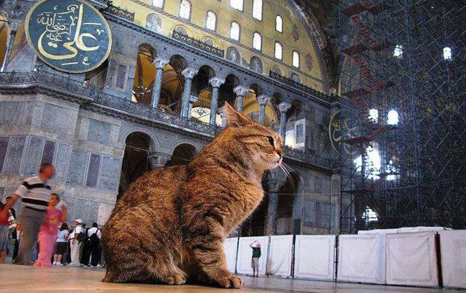 Ayasofya kedisi Gli: Kalbim eskisi kadar kuvvetli değil