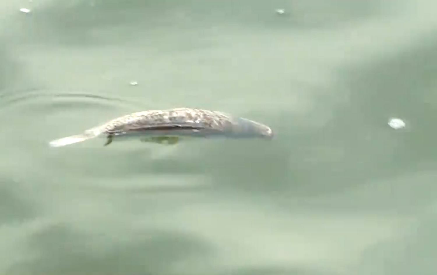 Ava Bendava Hesekê pîs bûye û masî têde dimirin