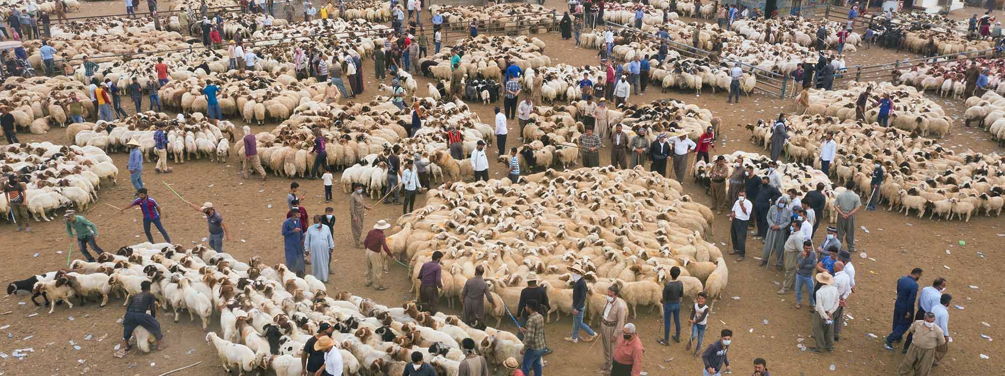 FOTO - Kurban Bayramı öncesi Erbil Hayvan Pazarı