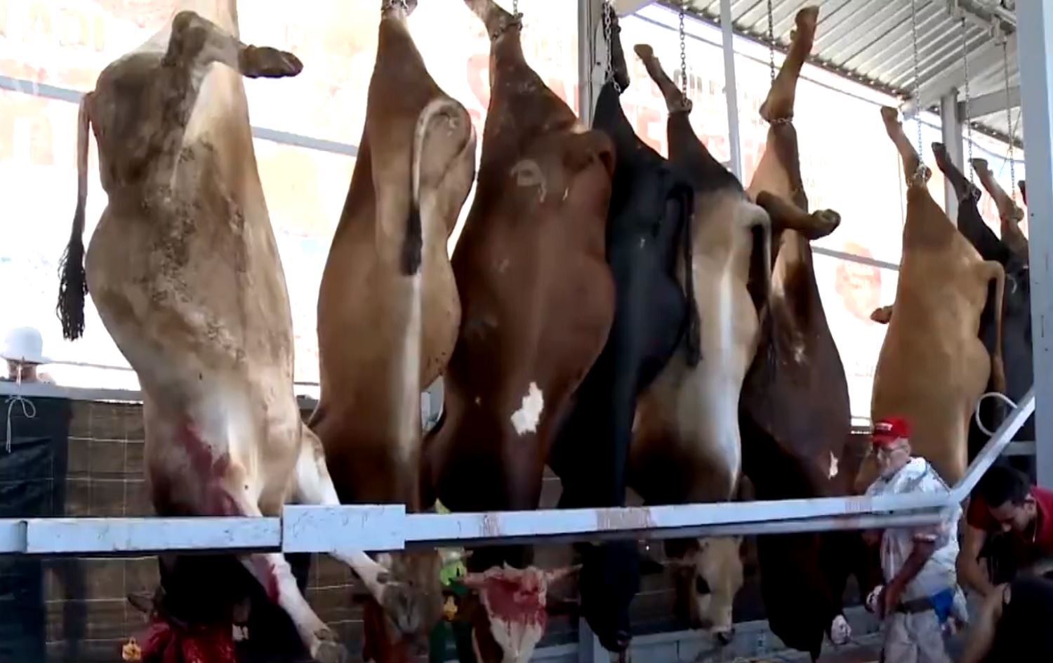 Şaredariya Enqerê cihên taybet bo qurbanên cejnê amade kirine