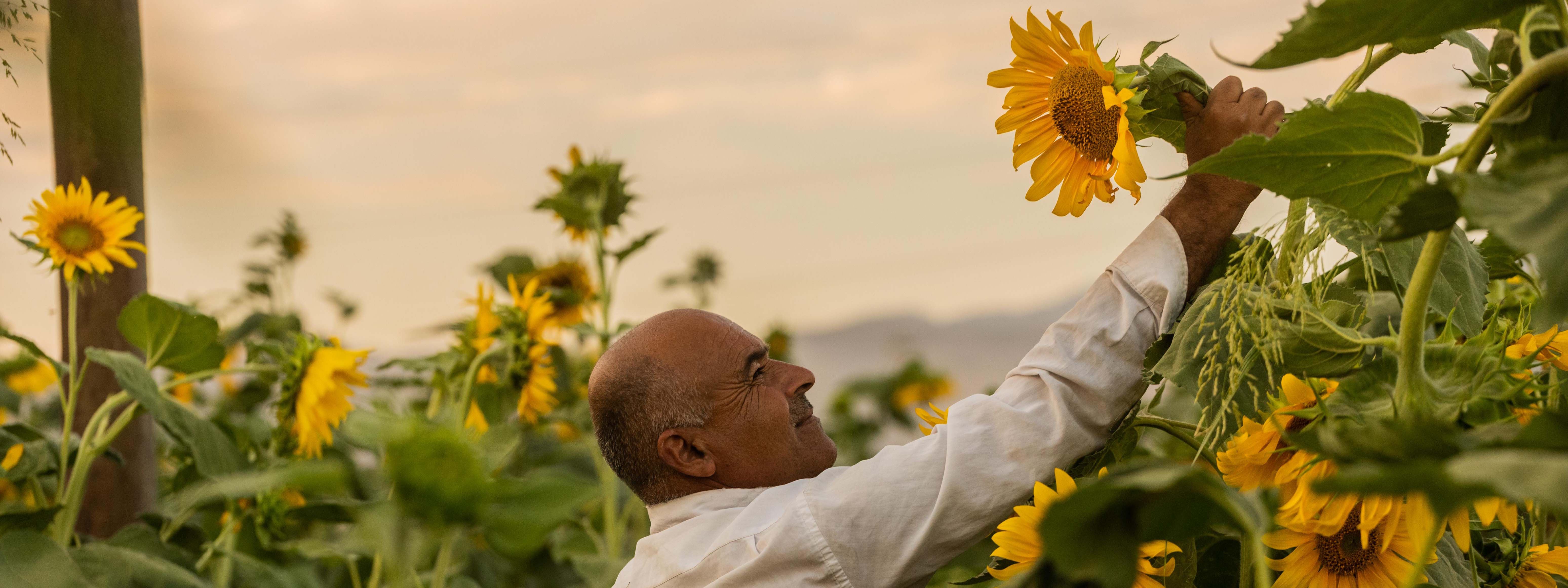Fotoğraflarla Kürdistan’da ayçiçek hasadı