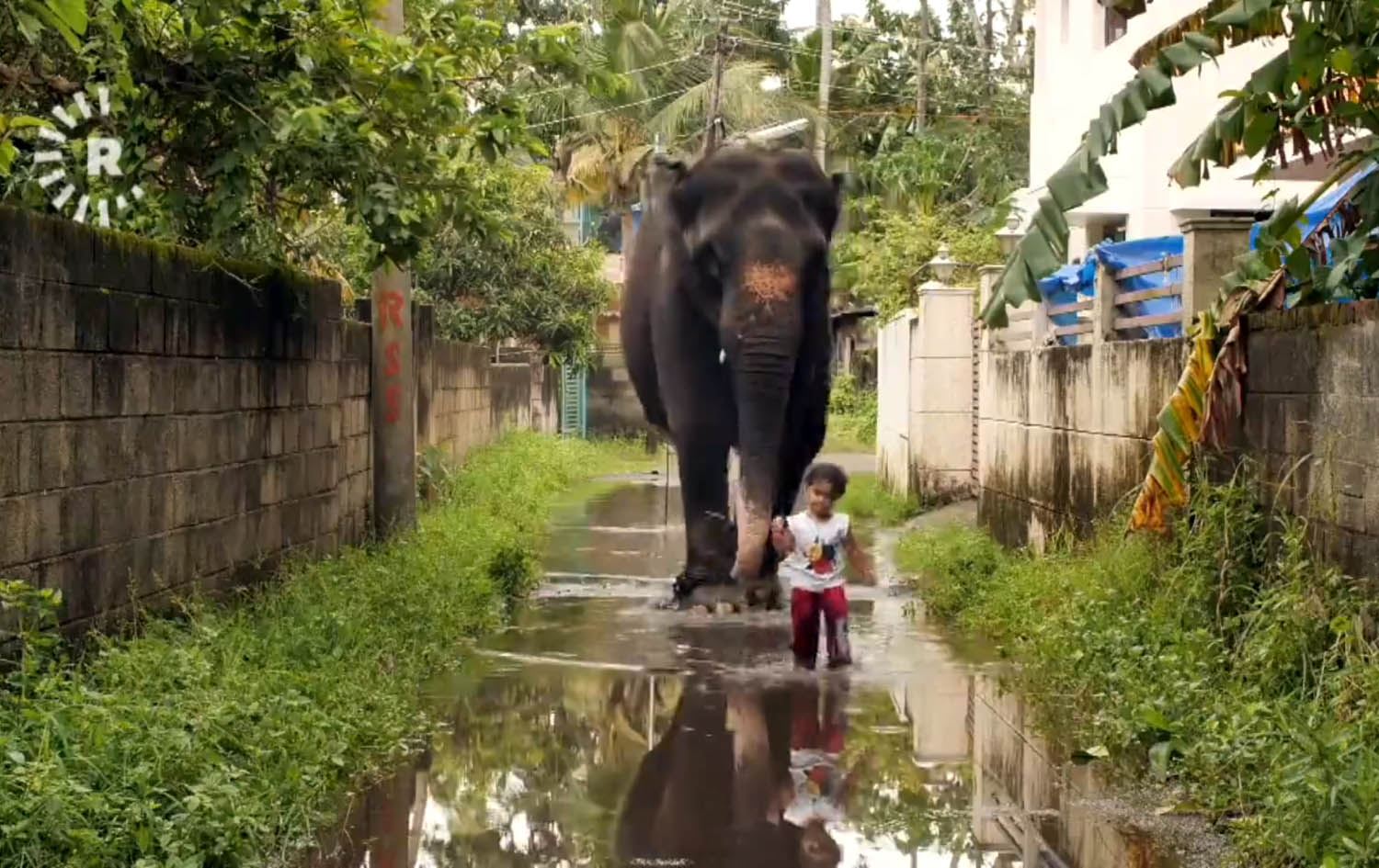 هاوڕێیەتی فیل و منداڵێک