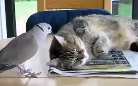 Bibînin ka Kevok çawa henekê xwe bi Pişîkê dike!!!