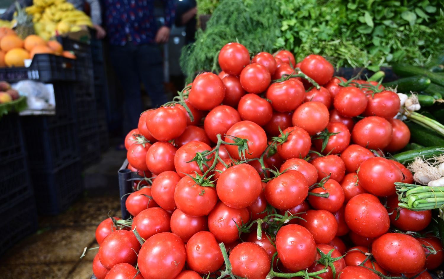 Kürdistan Bölgesi domates ithalatını yasakladı