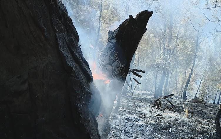 DUHOK – Ji ber bombebaranên Tirkiyê 10 donim daristan û zeviyên çandiniyê şewitîn