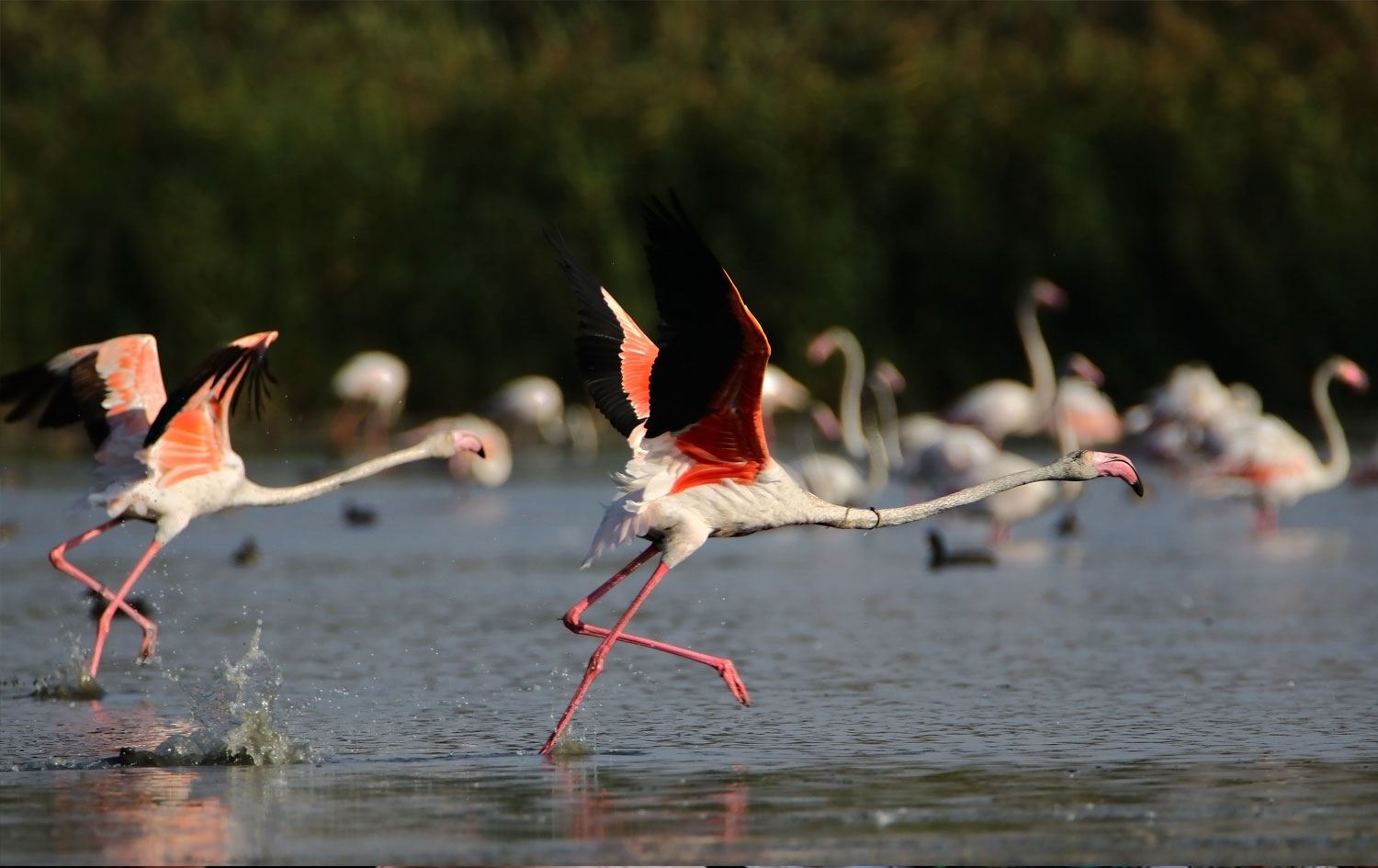 FOTO - Flamingolar Van Gölü sahillerine renk katıyor