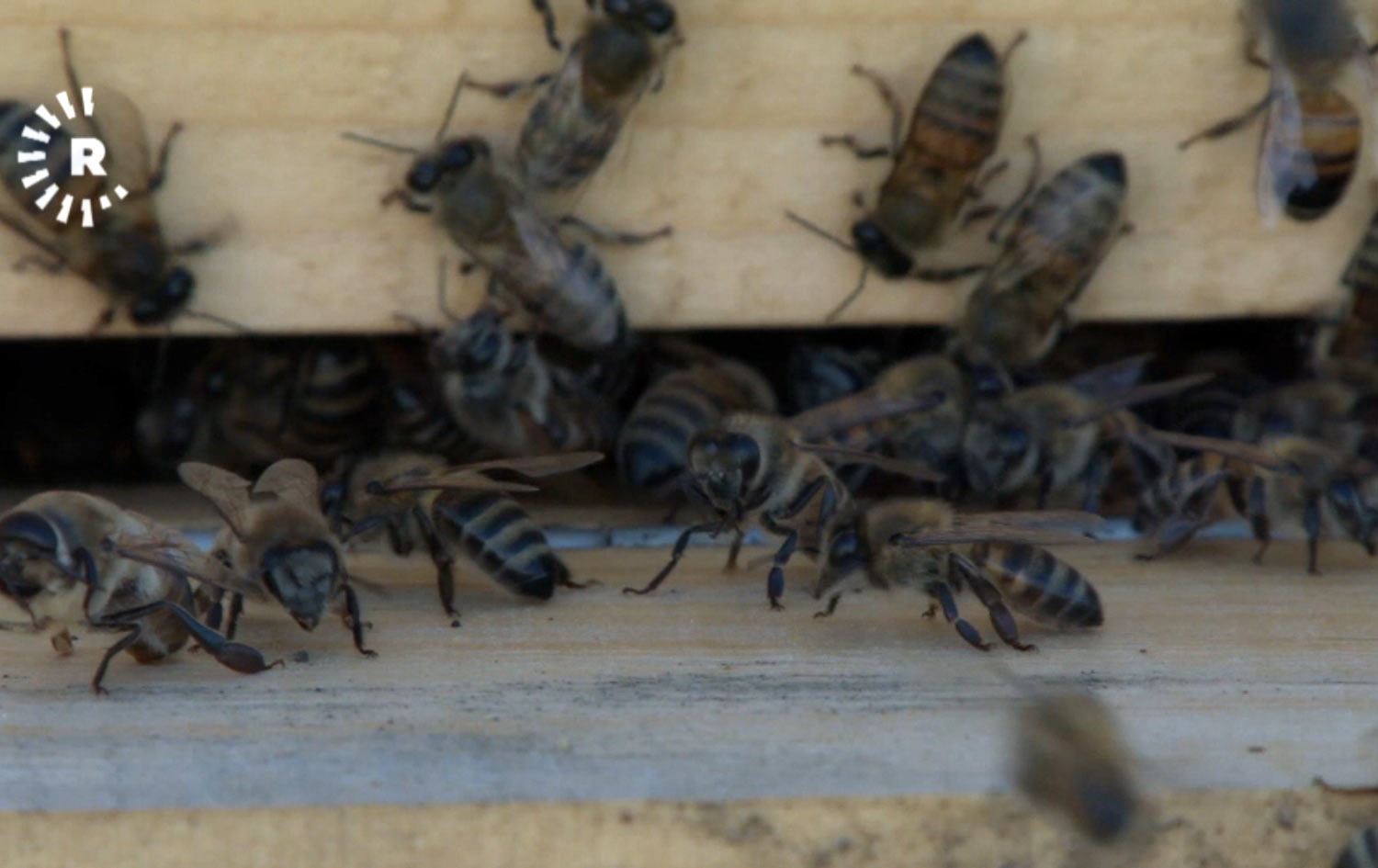 هەنگوینی دێرسیم یەکێکە لە باشترین جۆرەکانی هەنگوین لە تورکیا