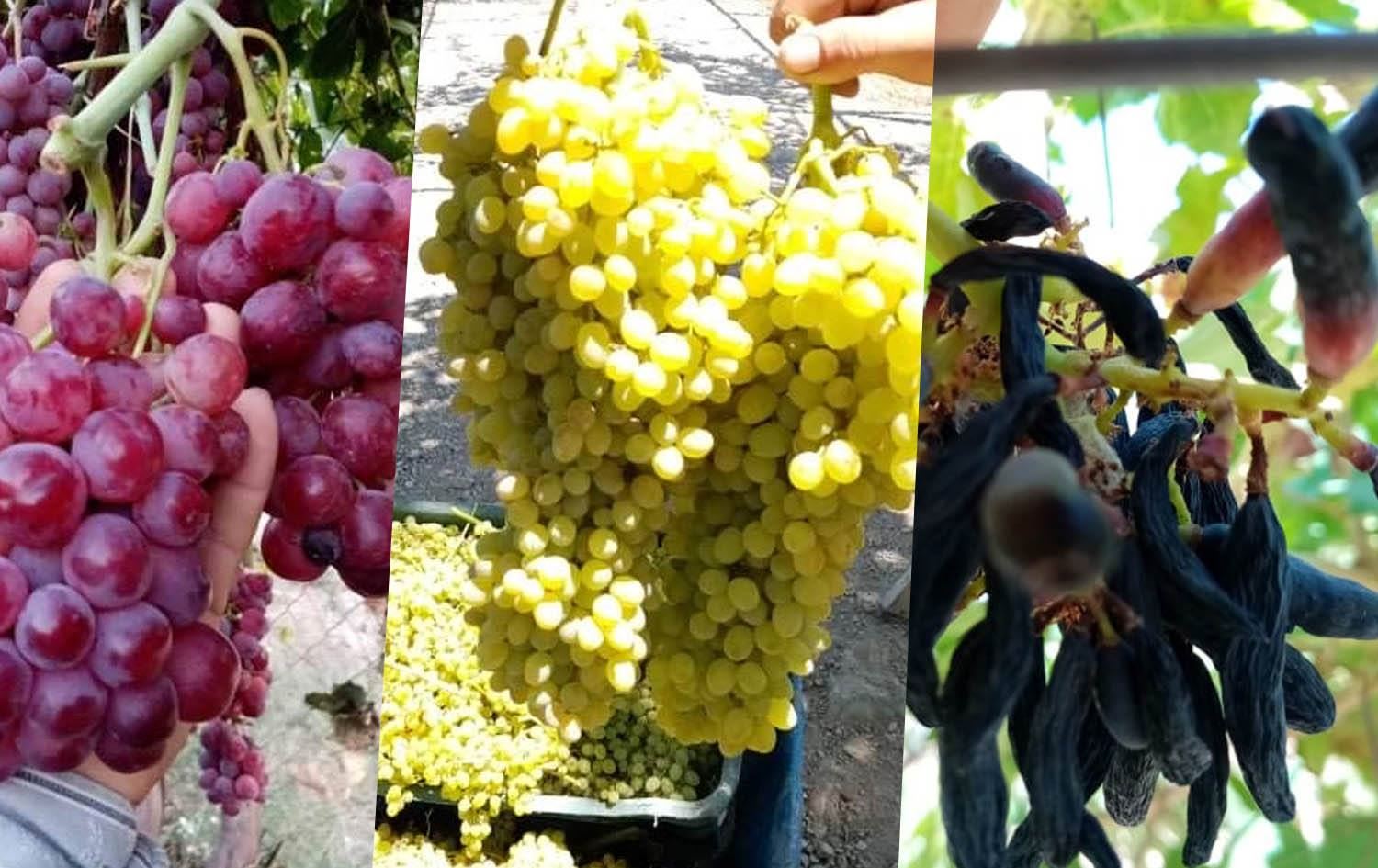 جووتیارێک: 80 جۆری ترێ بەرهەم دەهێنم و هەنار و هەنجیرەکەشم پێشەنگن