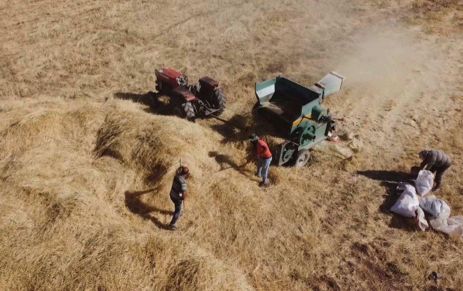 جووتیارانی دێرسیم بەرهەمی رەشەگەنم دەدوورنەوە