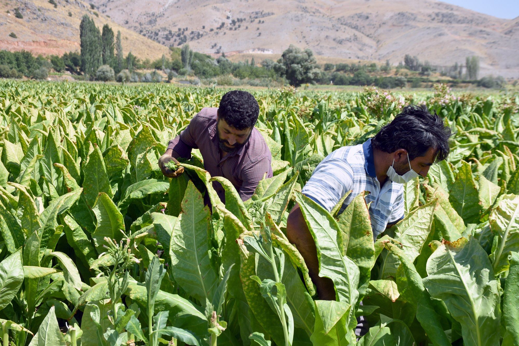 FOTO – Adıyaman’da çiftçilerin tütün telaşı başladı